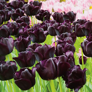 Tulipa Paul Scherer14 Ill.Flowerbulb, BorderTT